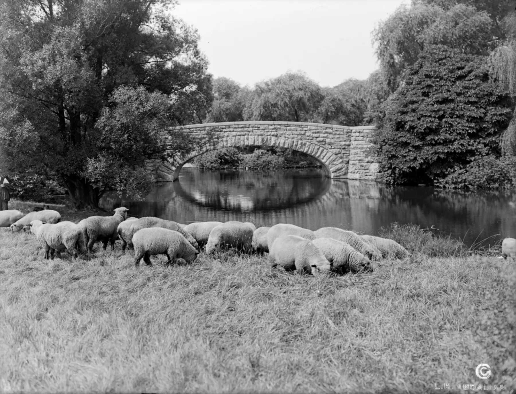 Parks Historic 1916 Sheep Abdalian Scarboro Pond