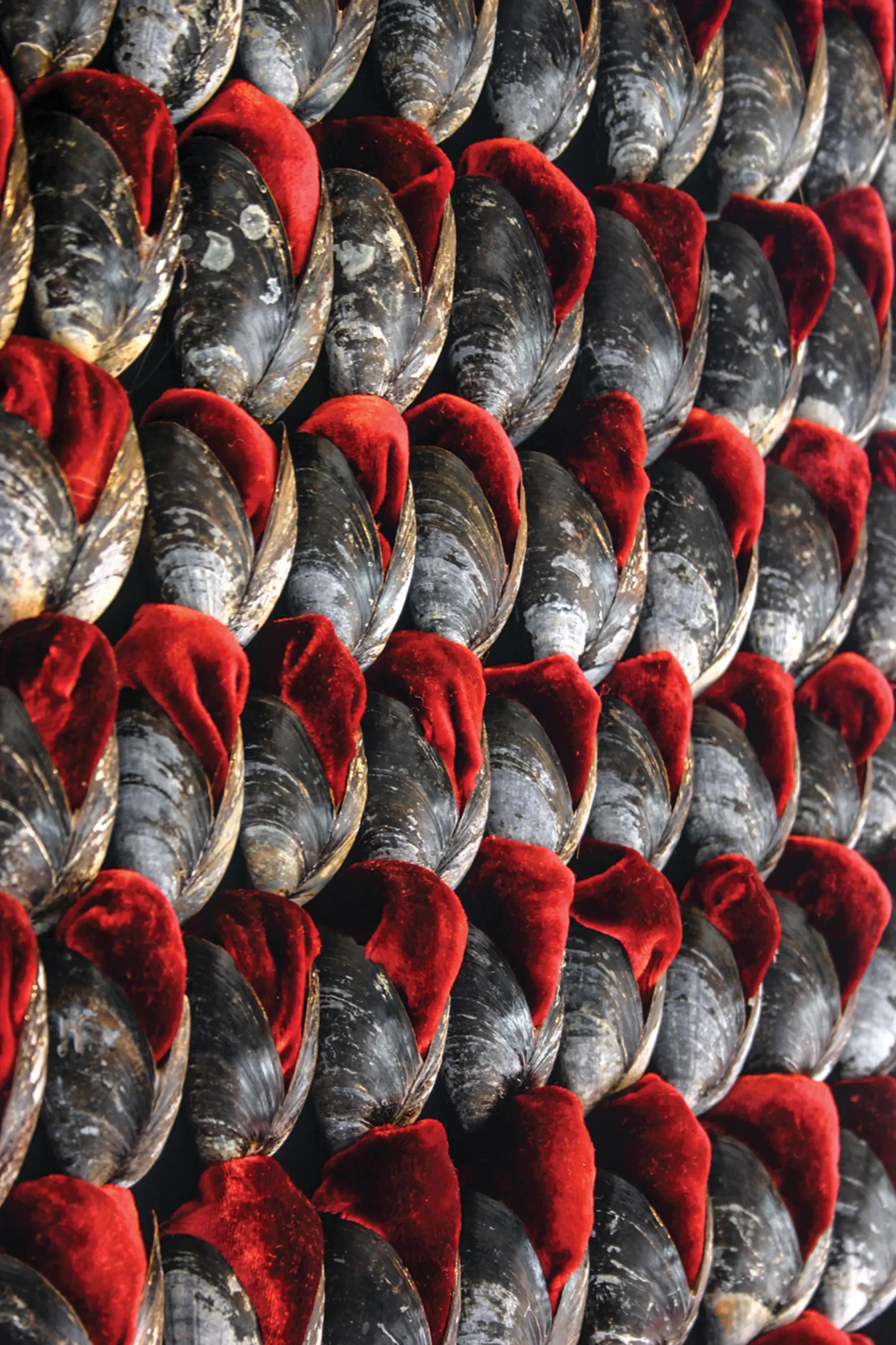 Shell detail 0