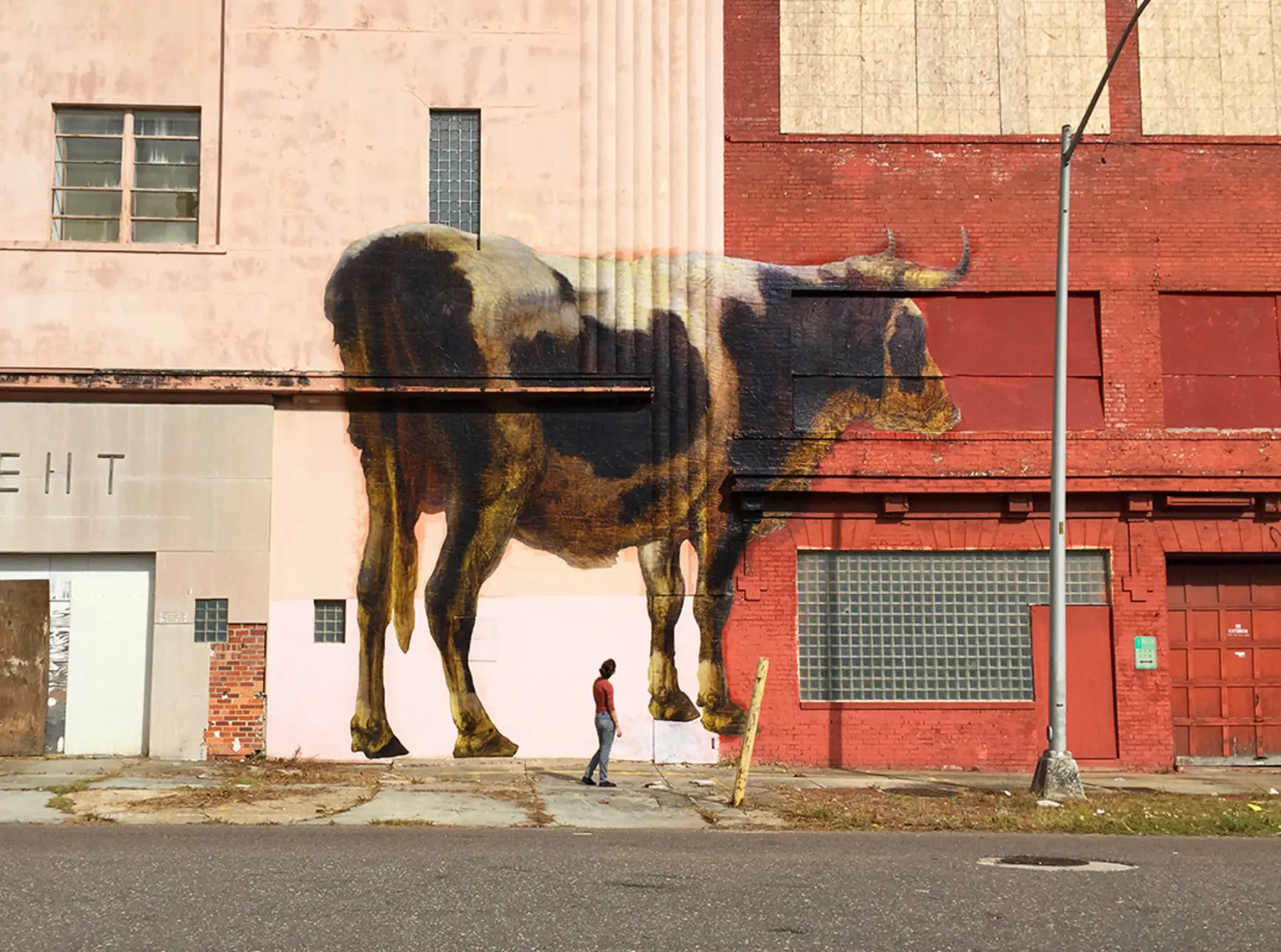 OUTINGS JACKSONVILLE COW