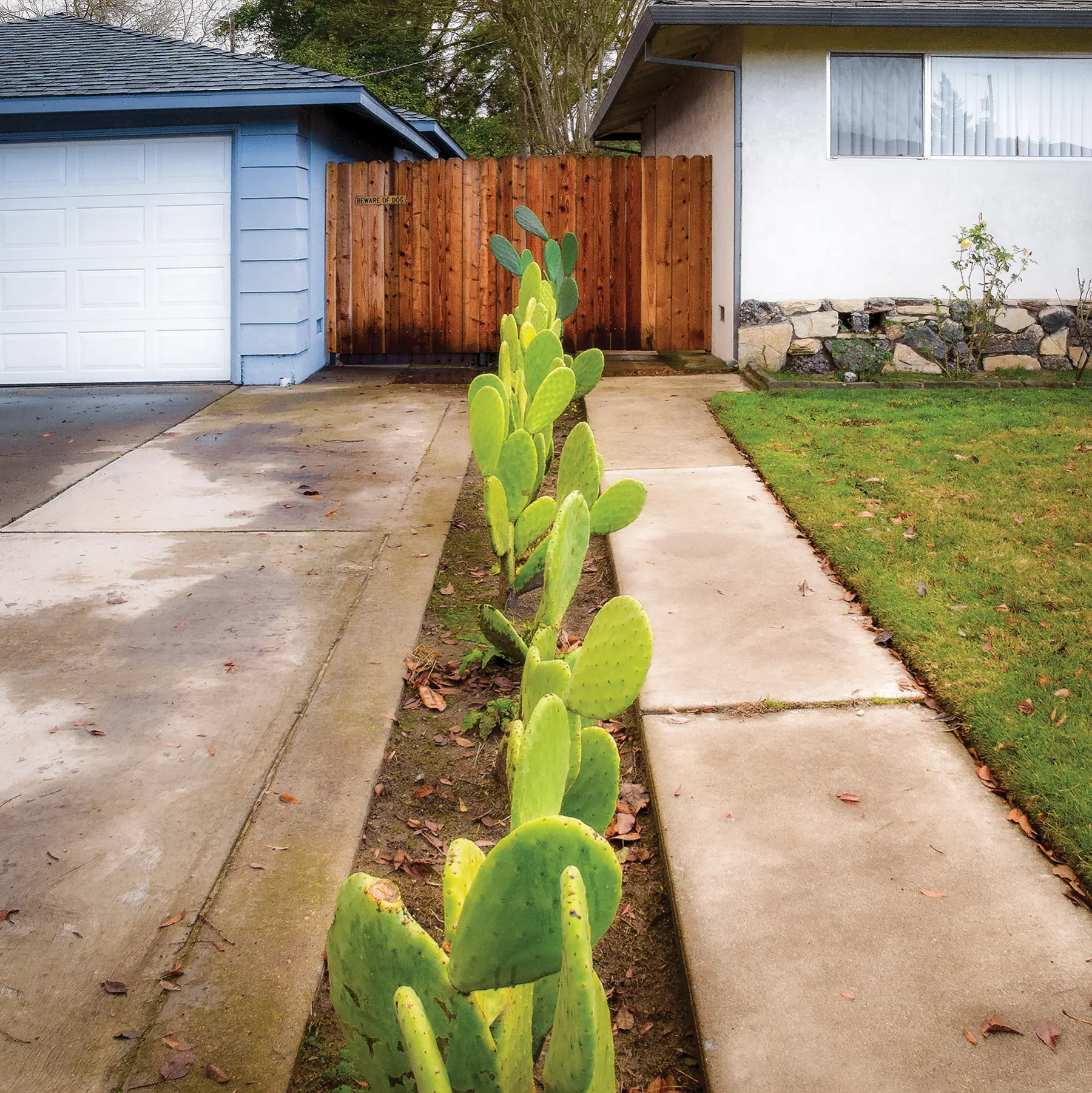 Buffer Neidigh Roberta Cactus