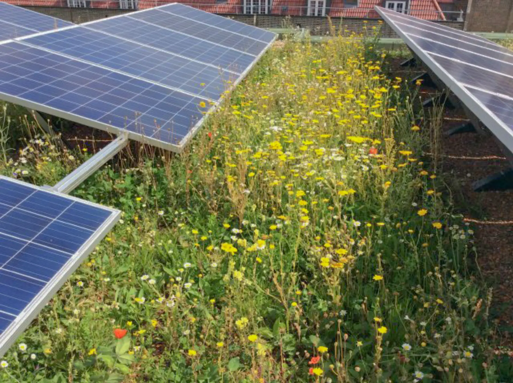 Claphan Park Bauder Biosolar green roof 1