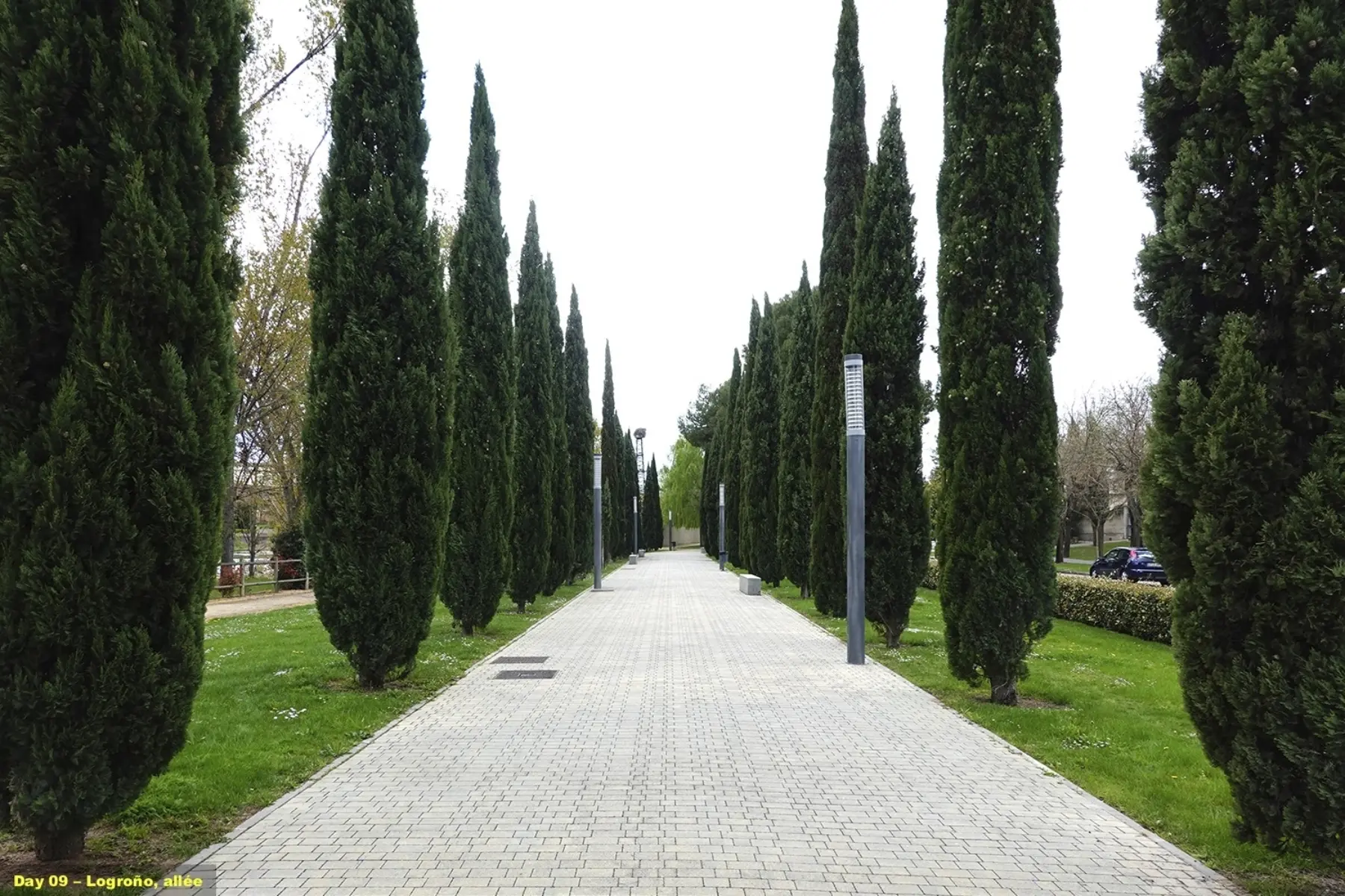 TREES Camino de Santiago 2019
